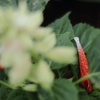 Salvia