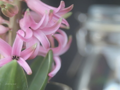 Hyacinthus orientalis