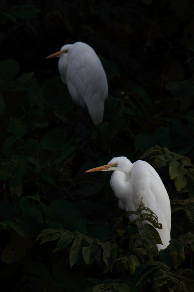 Egretta alba.