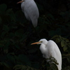 Egretta alba.