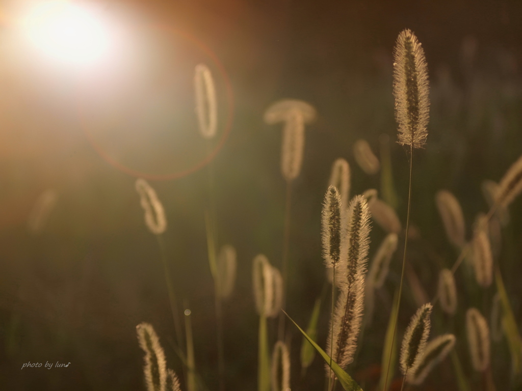 Setaria viridis