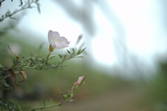 Oenothera speciosa