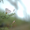 Oenothera speciosa