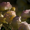 Rose Rose Rose