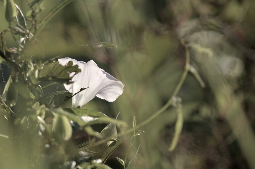Calystegia pubescens