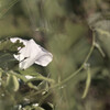 Calystegia pubescens
