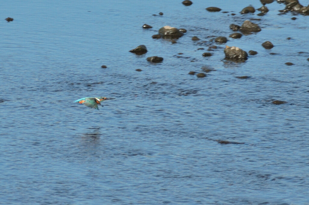 Alcedo atthis