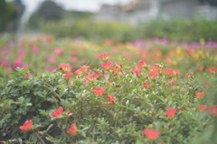 Portulaca