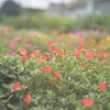 Portulaca