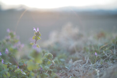 Lamium amplexicaule