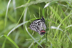 Hestina assimilis