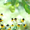 Rudbeckia triloba Takao