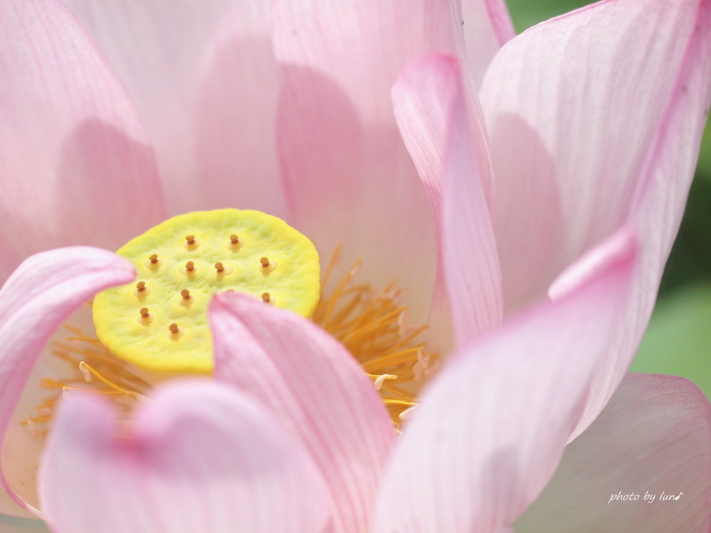 Nelumbonaceae nucifera