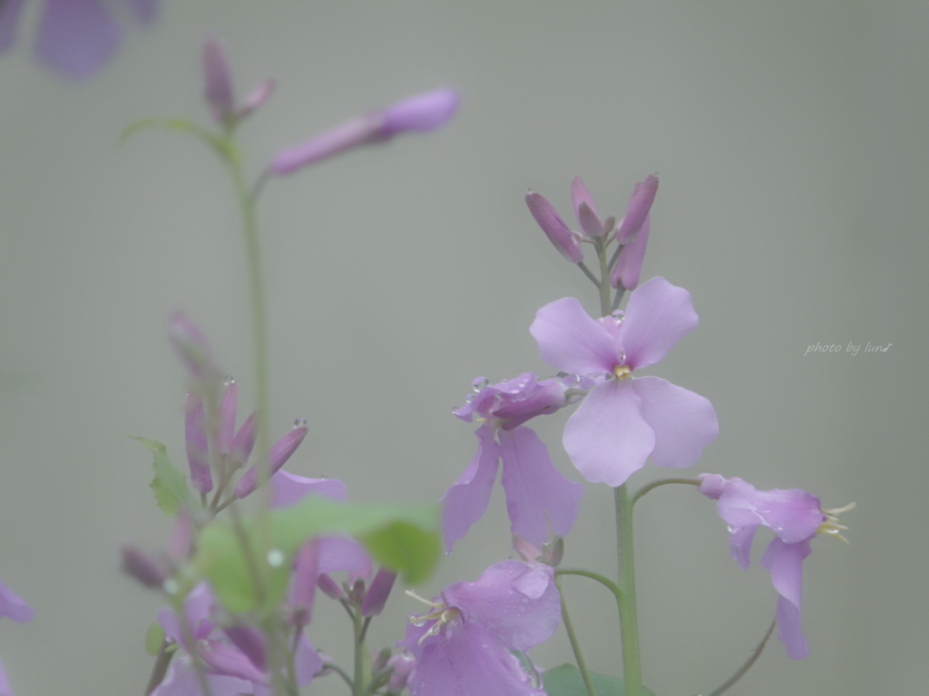 Orychophragmus violaceus