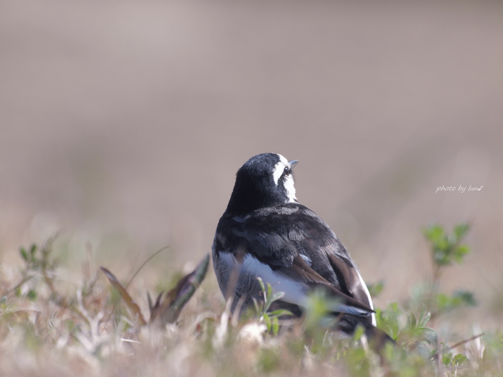 Motacilla alba lugens