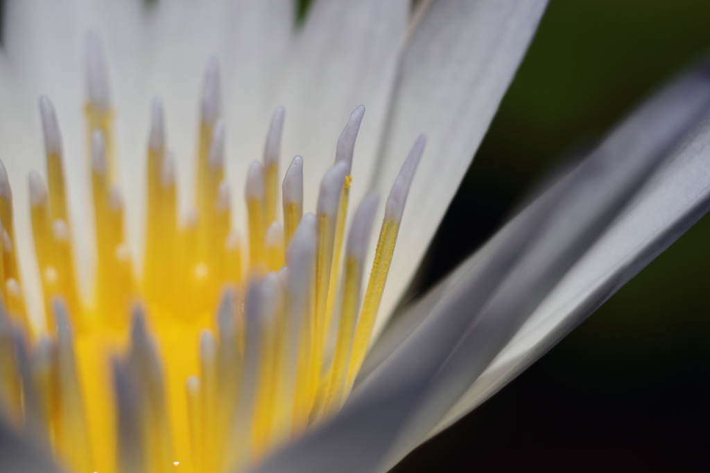 Nymphaea