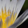 Nymphaea