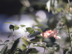薔薇