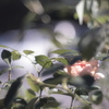 薔薇