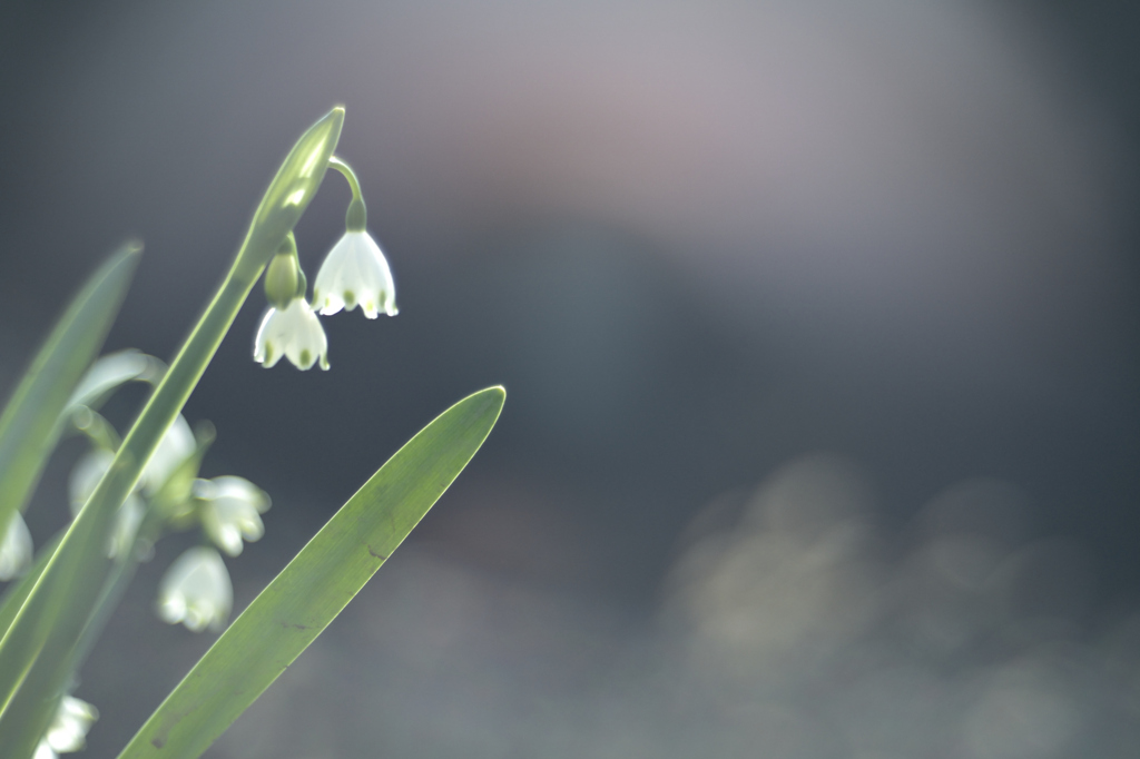 Leucojum aestivum