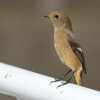 Phoenicurus auroreus