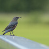 Monticola solitarius