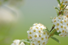 Spiraea cantoniensis