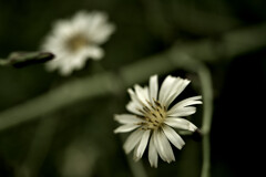 Lactuca indica