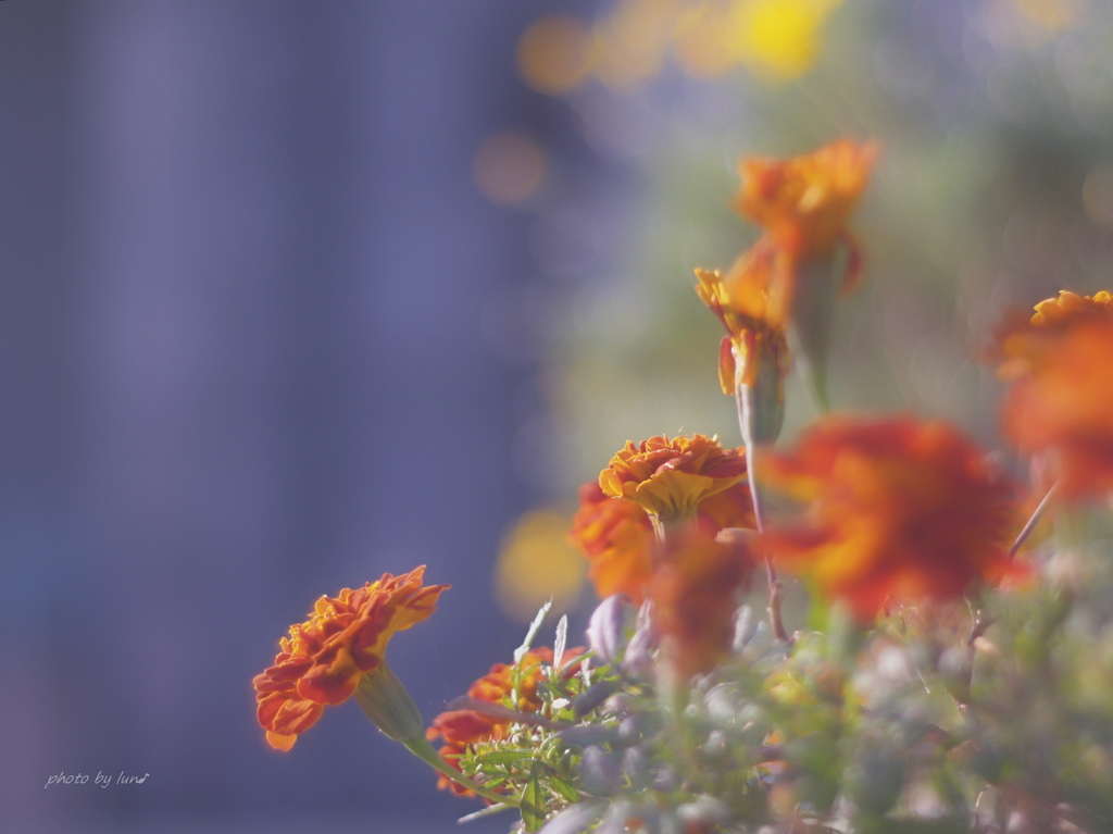 marigold