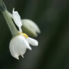 Narcissus