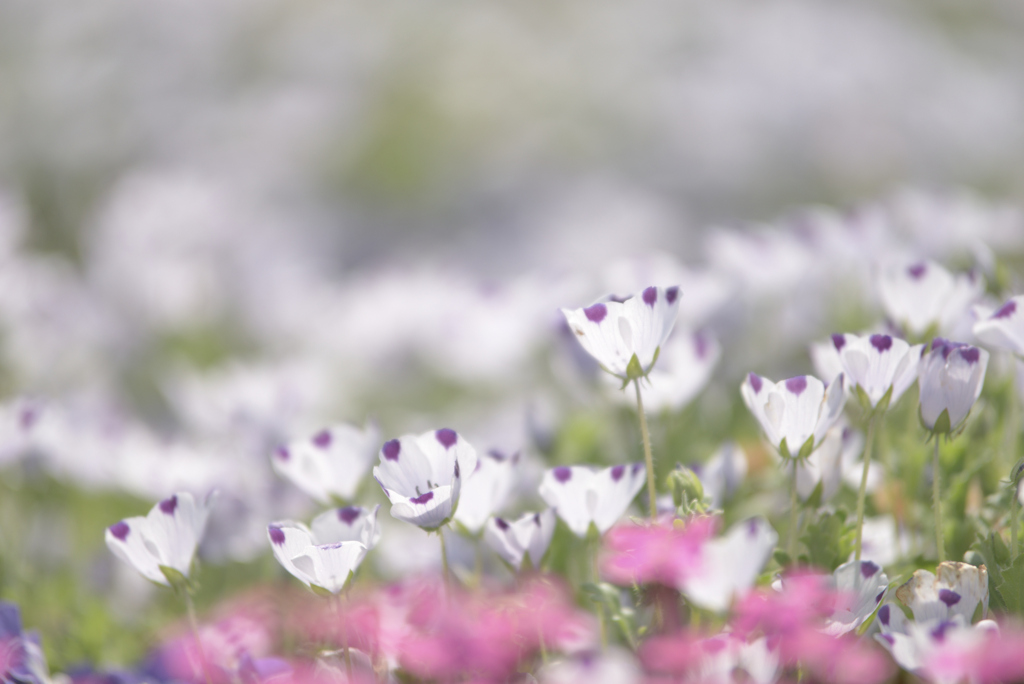 Nemophila maculata