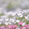 Nemophila maculata