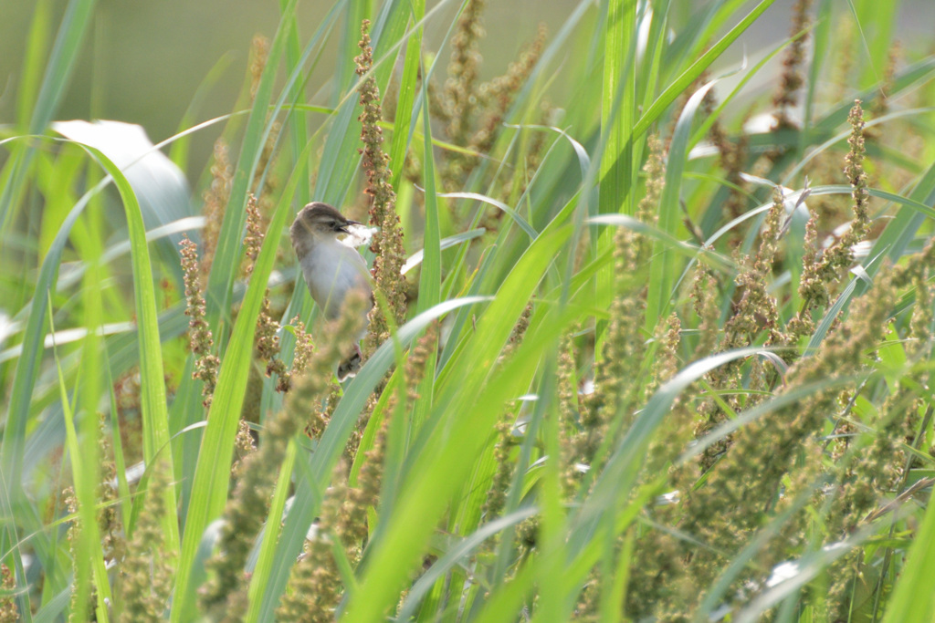 Cisticola juncidis