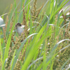 Cisticola juncidis