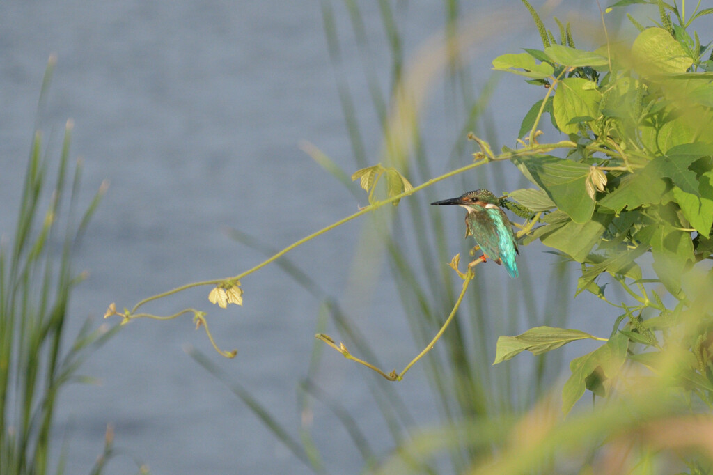 Alcedo atthis