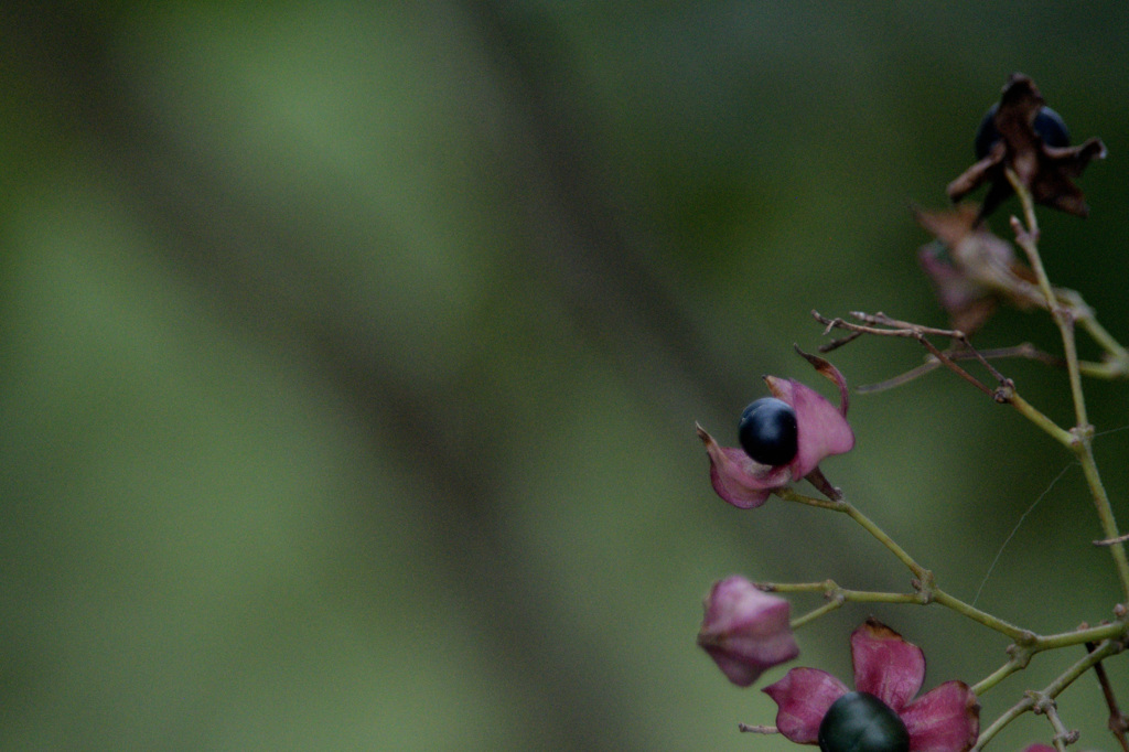 Clerodendrum