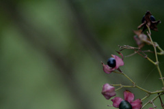 Clerodendrum
