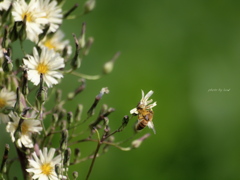 Lactuca indica