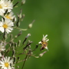 Lactuca indica