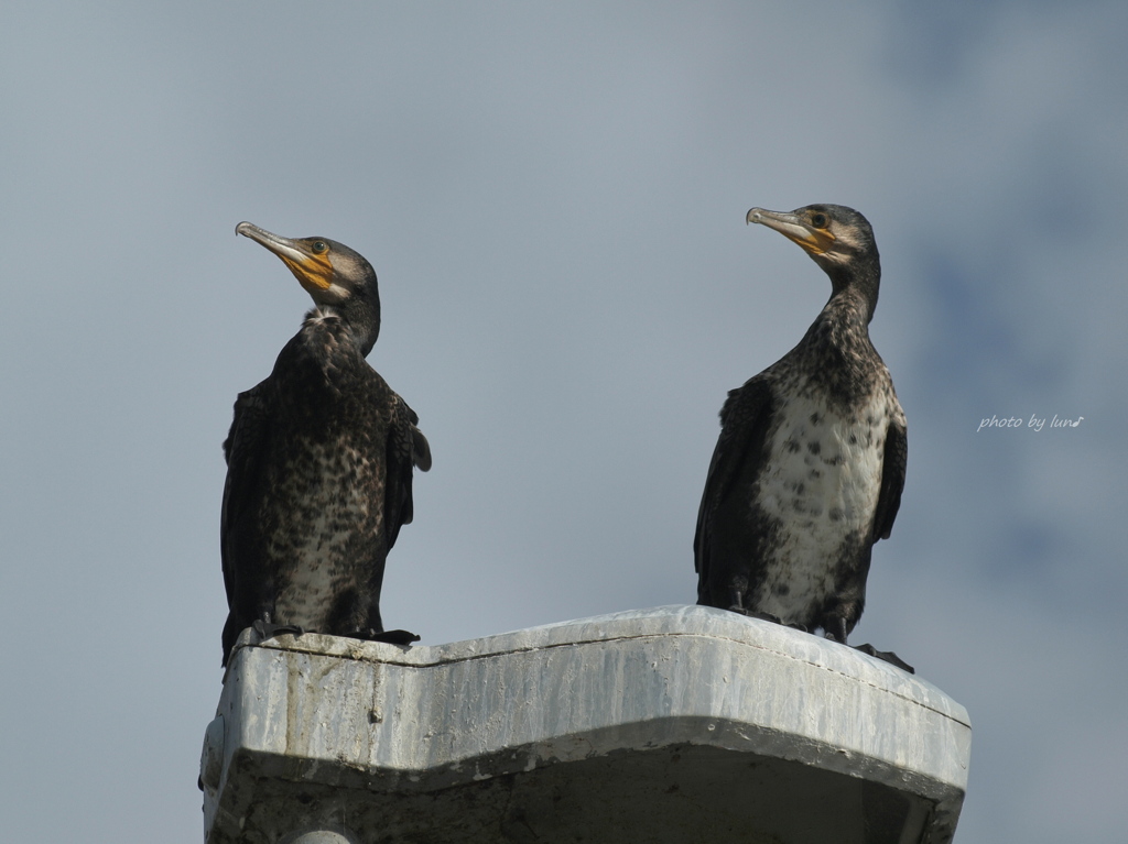 Phalacrocorax carbo