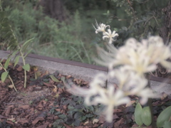 曼珠沙華