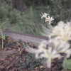 曼珠沙華