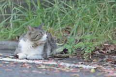 うたたね