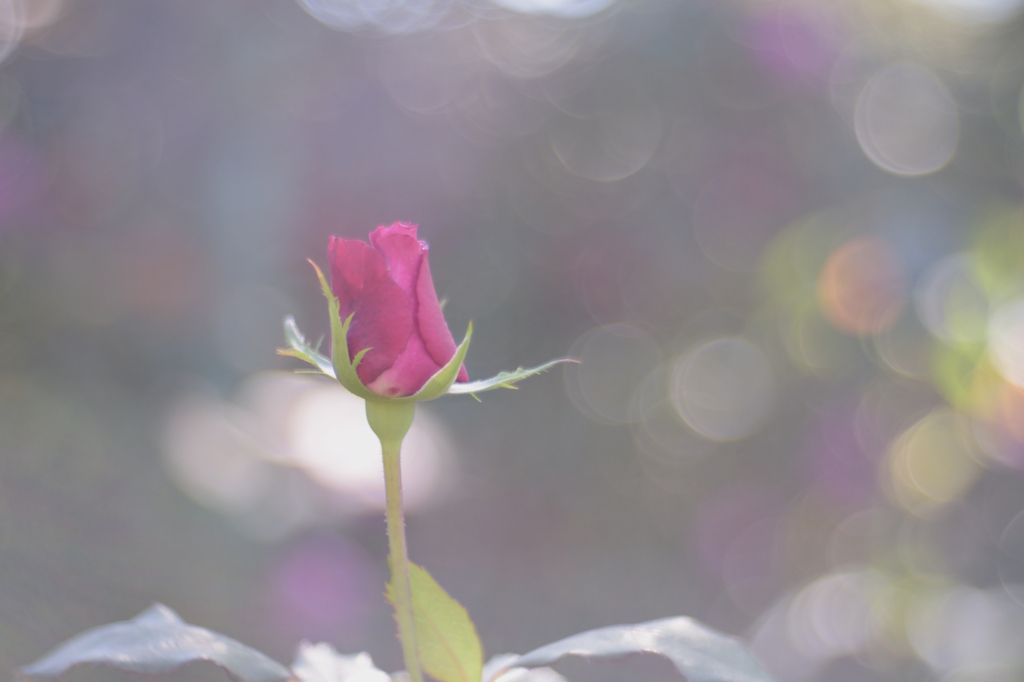 小さな薔薇