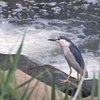 Nycticorax nycticorax