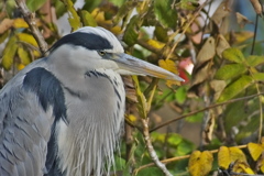 Ardea cinerea