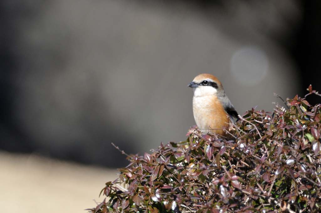 Lanius bucephalus