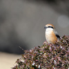 Lanius bucephalus