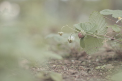 いちごのはなし