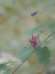  Lespedeza bicolor